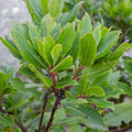 Bay Laurel plants for sale