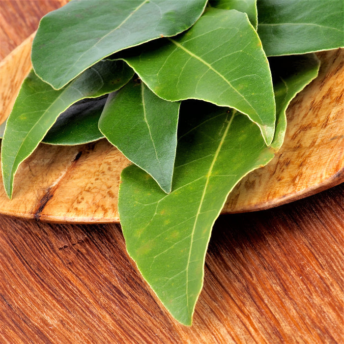 Fresh Bay Laurel | plants for sale