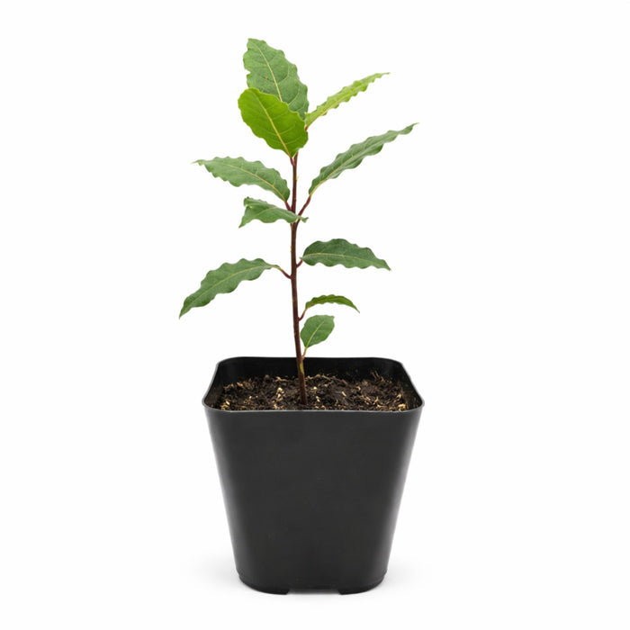 bay laurel in a quart pot shipped as shown