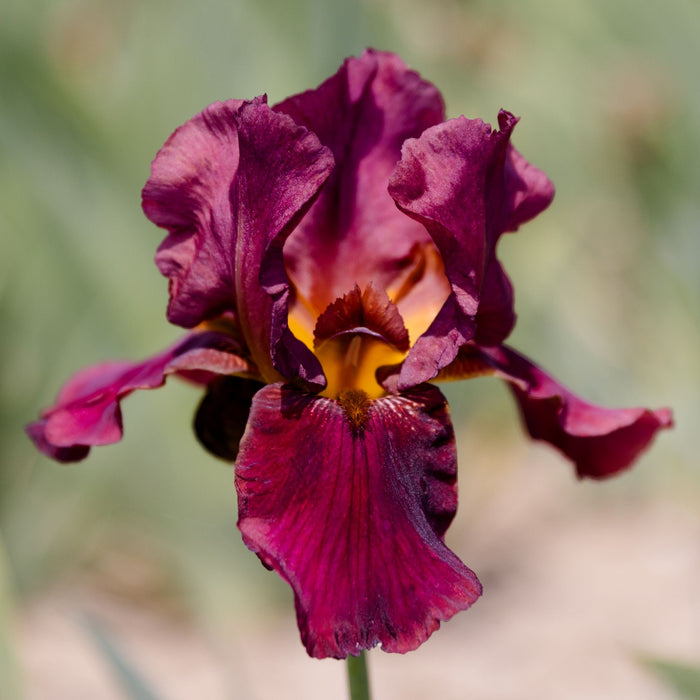 Bearded Iris Bernice's Legacy up close