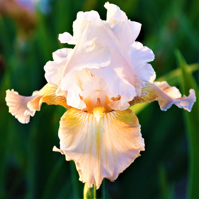 Peach and Pink Reblooming Bearded Iris Champagne Elegance
