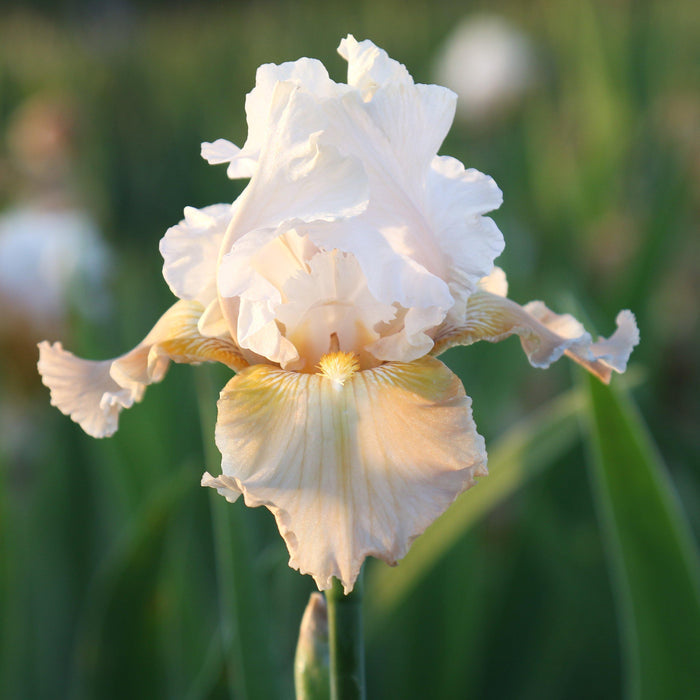 Peach and Pink Champagne Elegance Iris