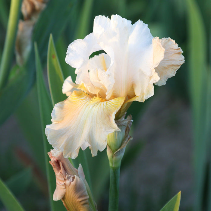 Falls of Champagne Elegance Iris