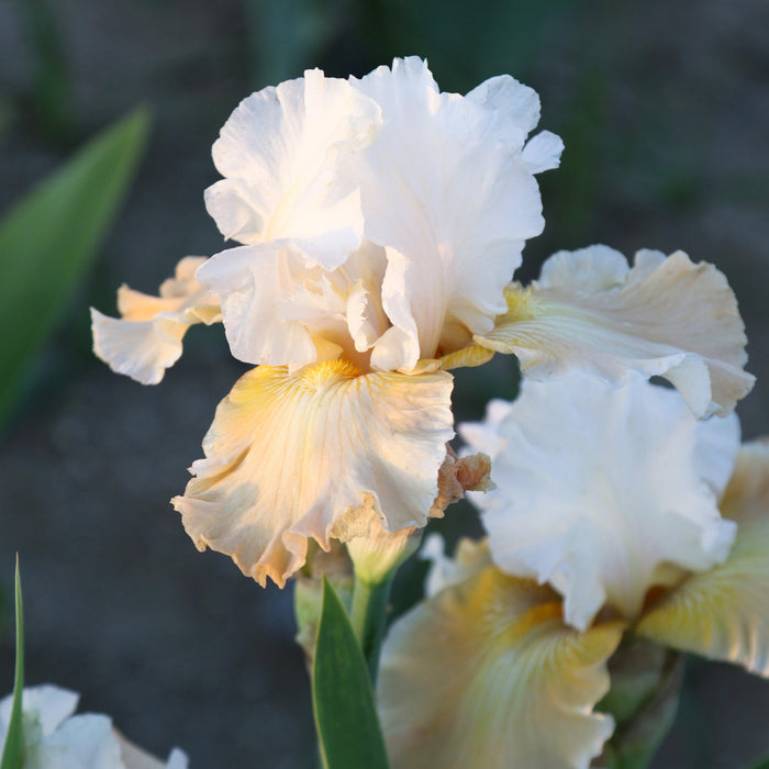 Two Champagne Elegance Iris Flowers