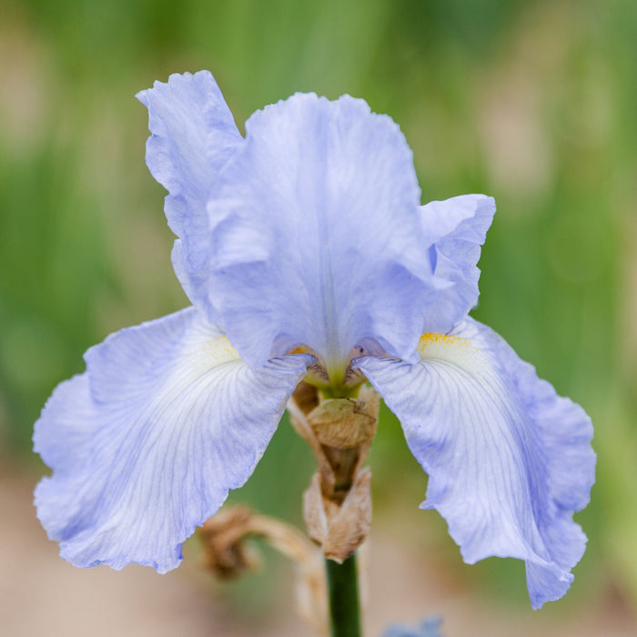 Bearded Iris Cloud Ballet is light blue with white and yellow beard