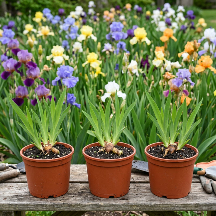 potted bearded iris rhizomes in quart pots
