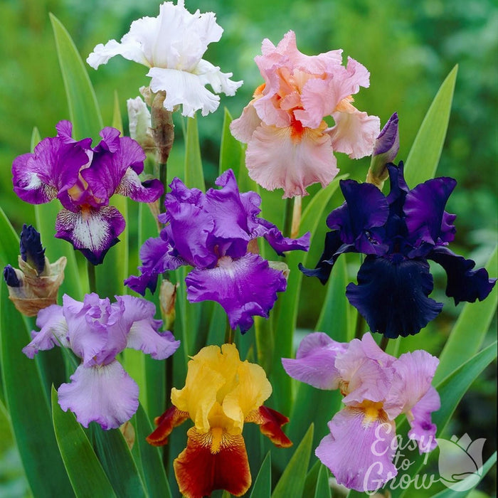 Mixed colorful blooms bearded iris