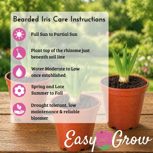 Bearded Iris - Califlora Colorful Crop Mix Potted Plants