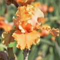 Cordoba Reblooming Bearded Iris