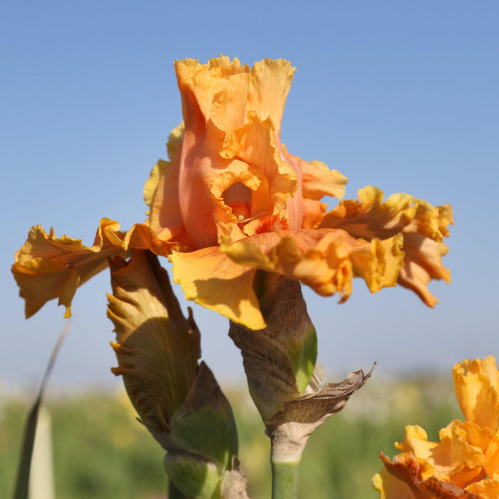 Side View Cordoba Reblooming Bearded Iris