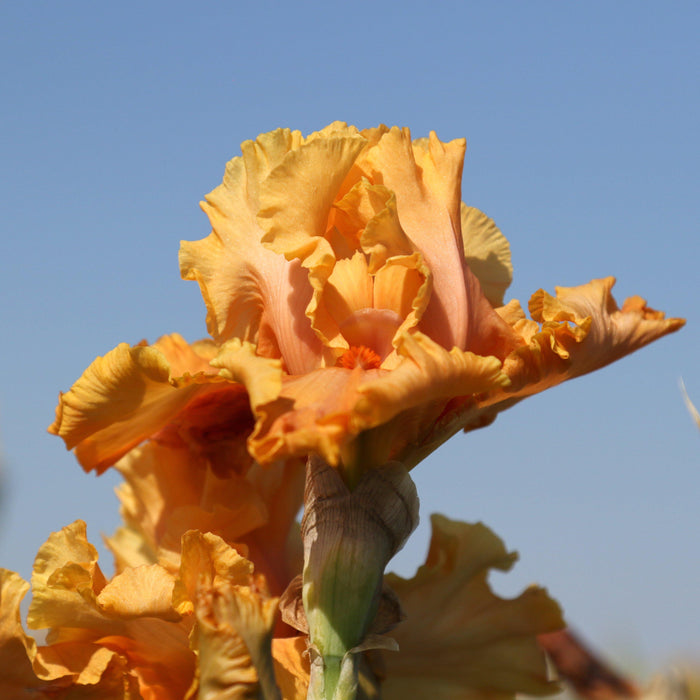 Orange Reblooming Iris Cordoba