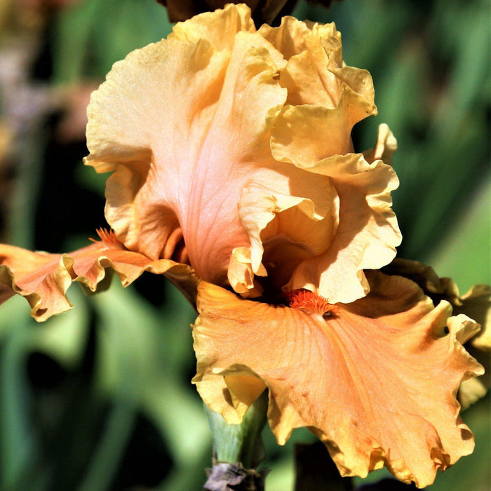 Closeup of Iris Cordoba
