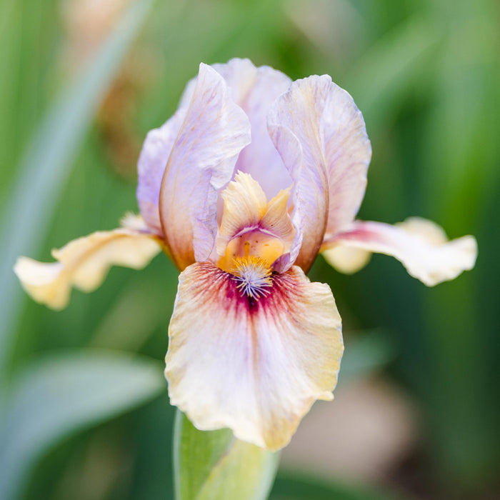 close up of Bearded Iris Creative Art flower