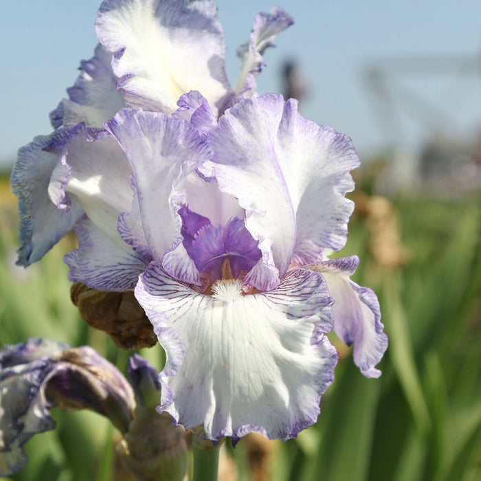Purple and White Reblooming Bearded Iris Earl of Essex