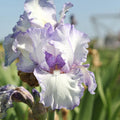 Purple and White Reblooming Bearded Iris Earl of Essex