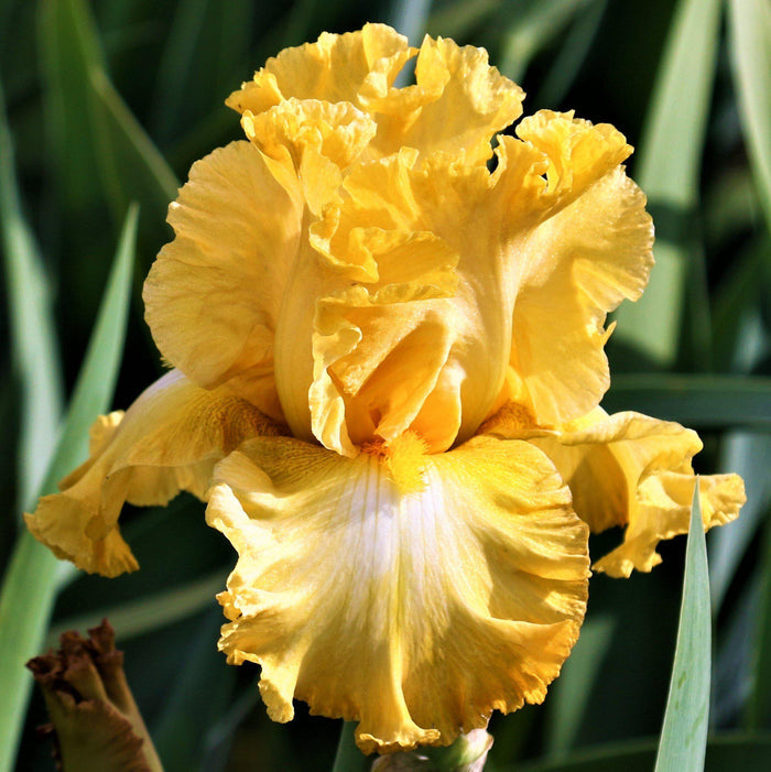 Reblooming Bearded Iris Eggnog
