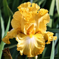 Reblooming Bearded Iris Eggnog