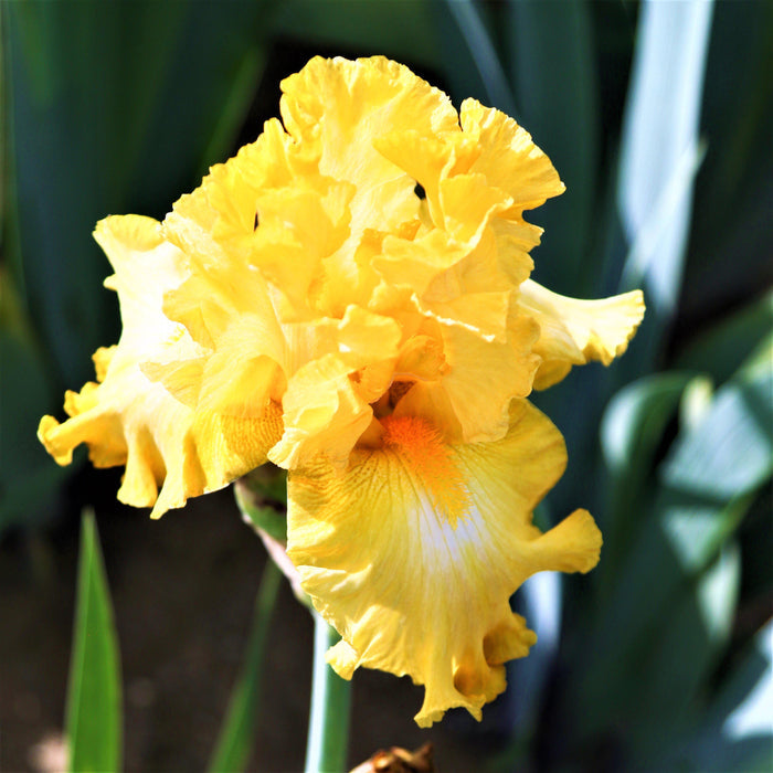 Reblooming Bearded Iris Eggnog Side View