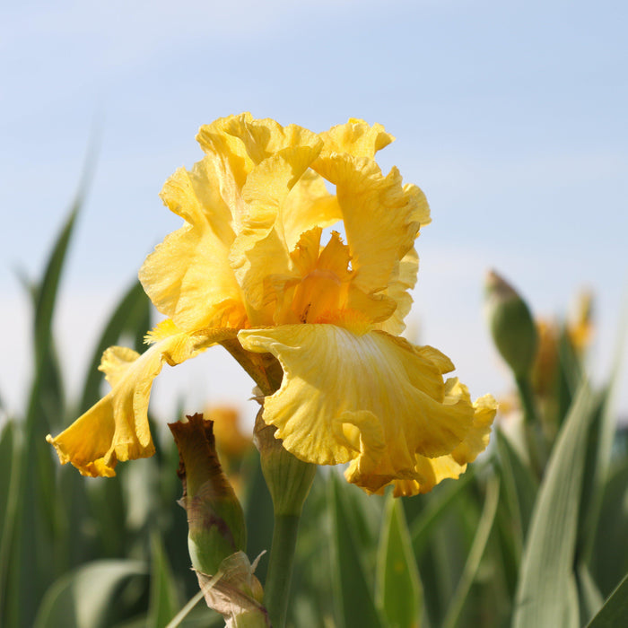 Reblooming Bearded Iris Eggnog in the field