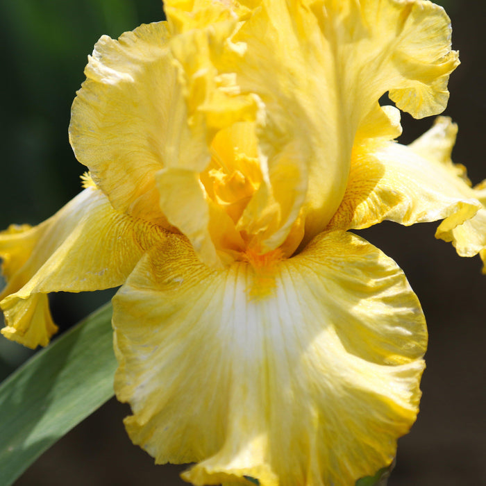 Closeup Reblooming Bearded Iris Eggnog