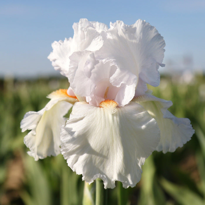 Reblooming Bearded Iris Eternal Bliss
