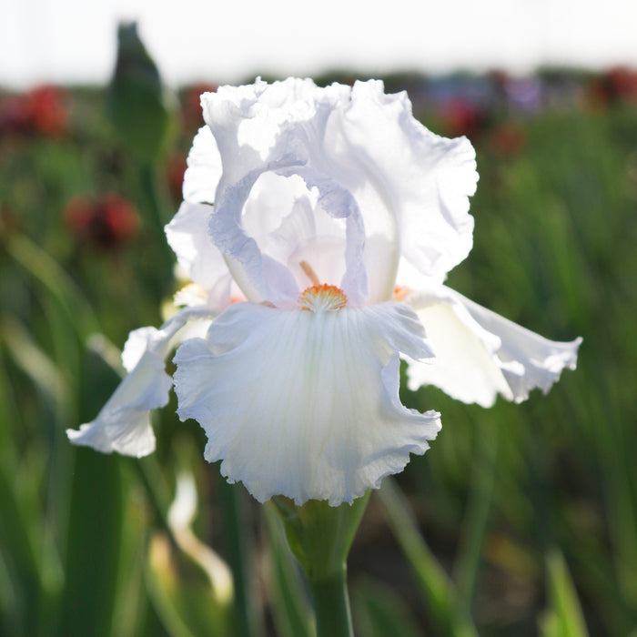 Lavender Iris Eternal Bliss Flowers