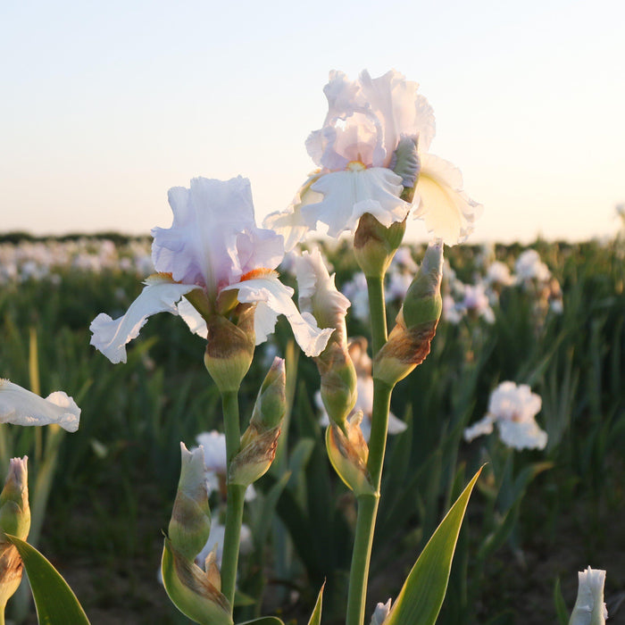 Two Iris Eternal Bliss Flowers