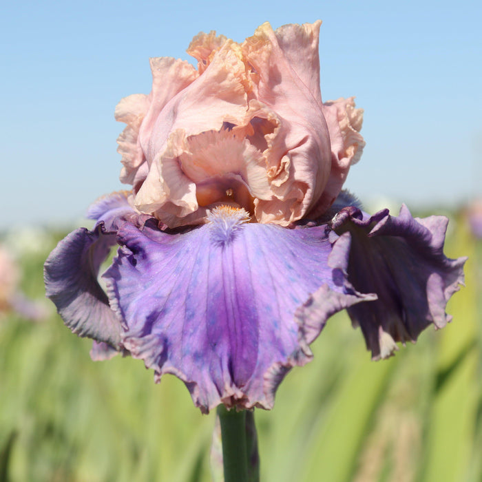 Summer Day Reblooming Bearded Iris Florentine Silk