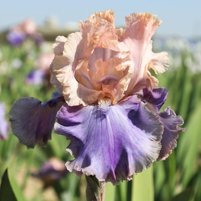 Reblooming Bearded Iris Florentine Silk
