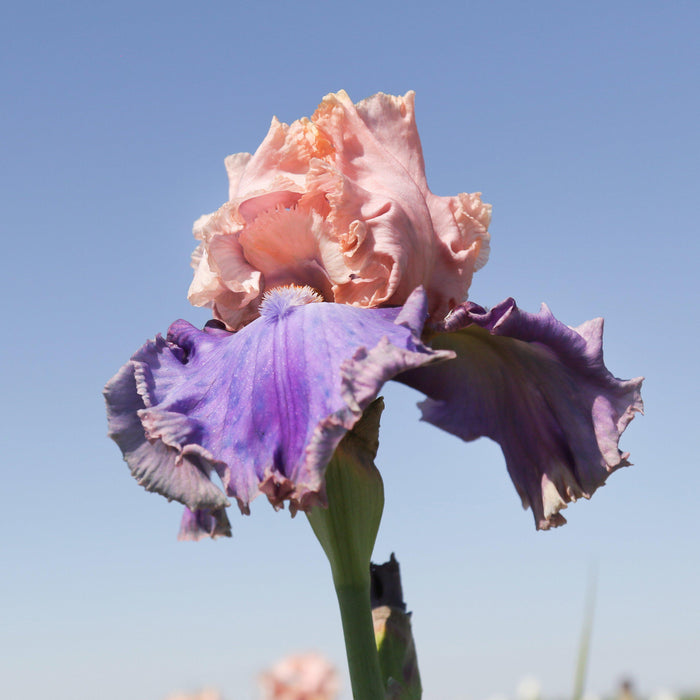 Gorgeous Peach and Purple Iris Florentine Silk