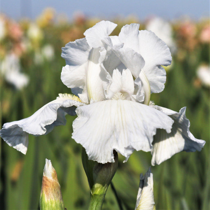 Reblooming Bearded Iris Immortality