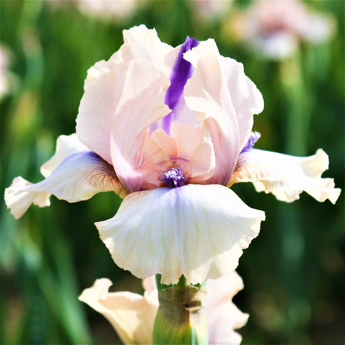 Side View of Pink Reblooming Bearded Iris Concertina