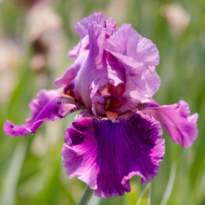 Lady friend features orchid-purple petals accented with an orange beard