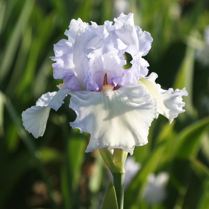 Close Up White Lupita's Pride Bearded Iris