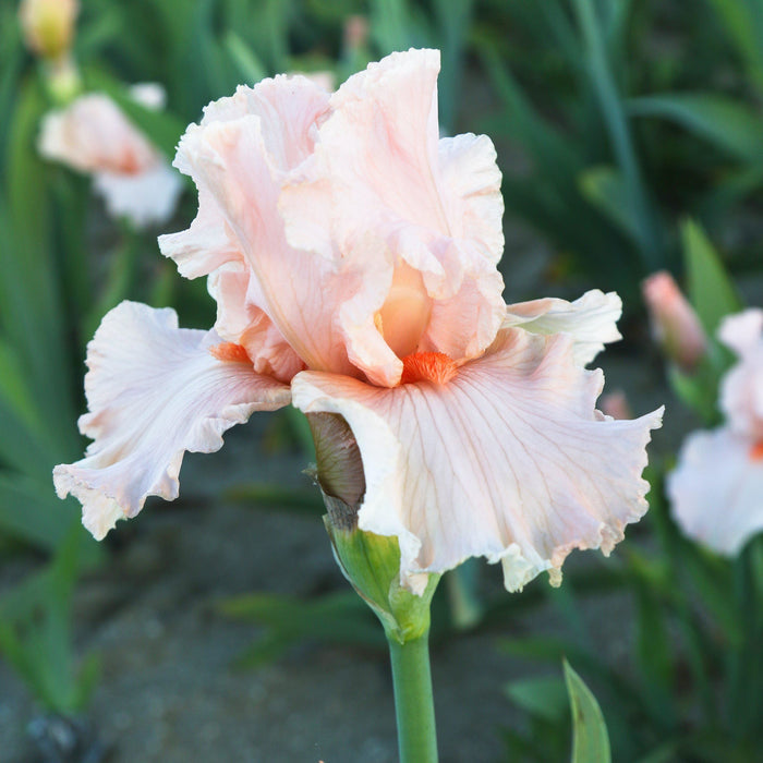 Bearded Iris - Califlora October Splendor (Reblooming)