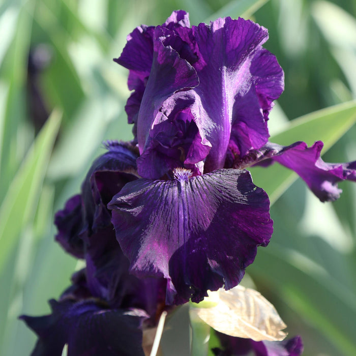 Ozark Rebounder blooming in afternoon sun