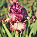 Reblooming Bearded Iris Rockstar