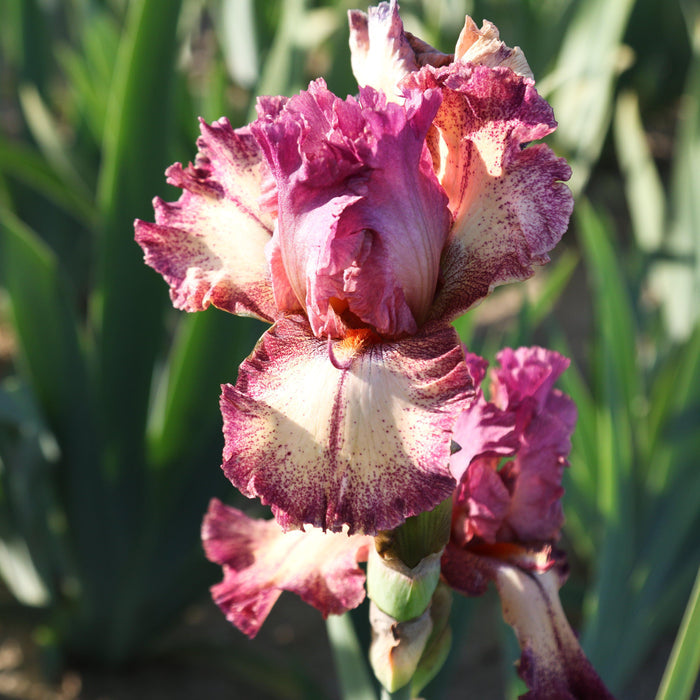 Reblooming Bearded Iris Rockstar in the garden