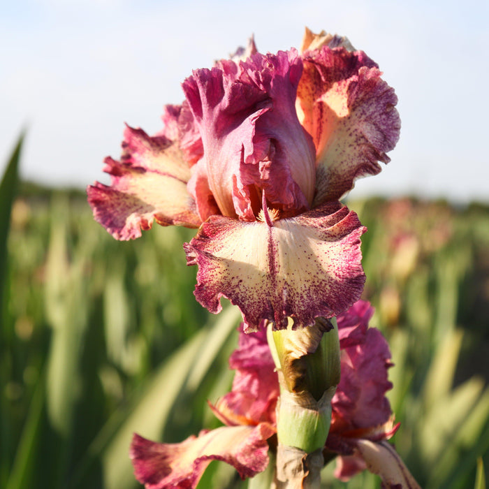Sunbeams on Reblooming Bearded Iris Rockstar