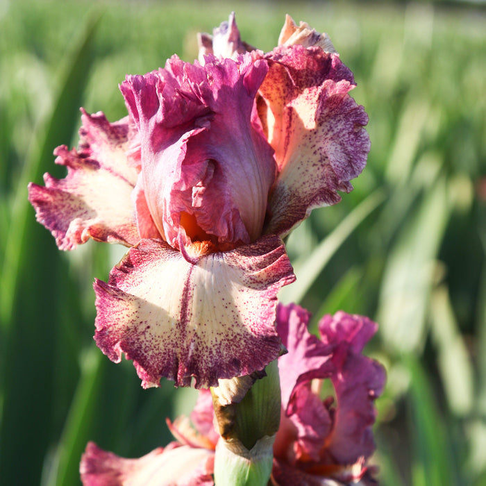 Rose, Cream, and Apricot Bearded Iris Rockstar