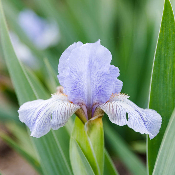 Bearded Iris Sky Ray features streaked lavender and white petals.