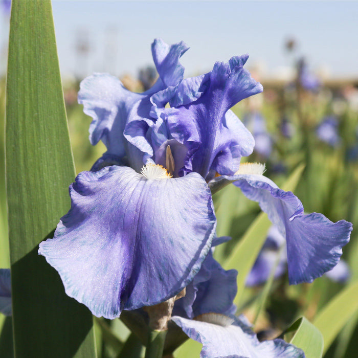 Side View of the Falls of Reblooming Iris Sugar Blues