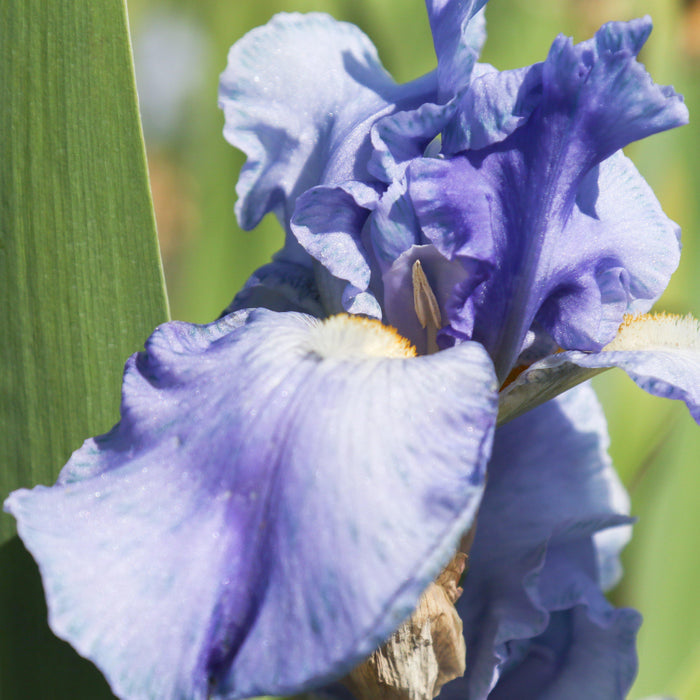 Closeup of Reblooming Iris Sugar Blues