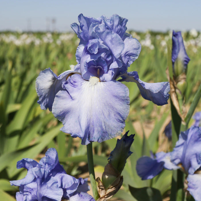 Blue and White Flowers of Iris Sugar Blues