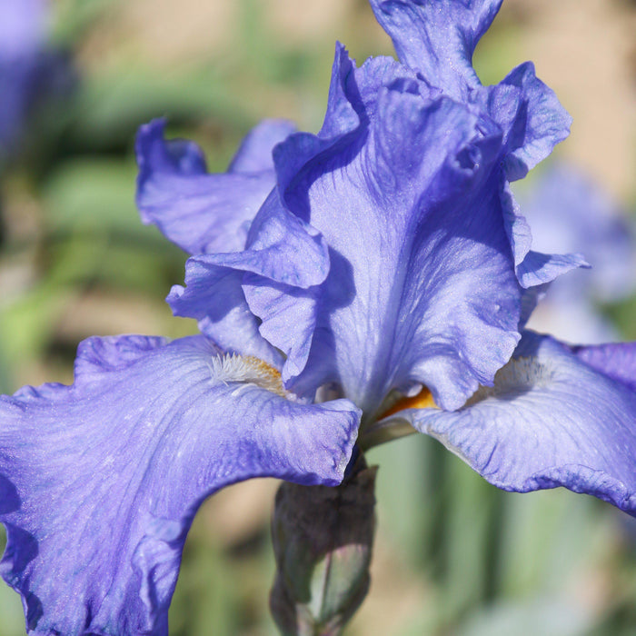 Hint of orange throat on Iris Sugar Blues
