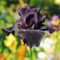 Dark Purple Reblooming Iris Superstition