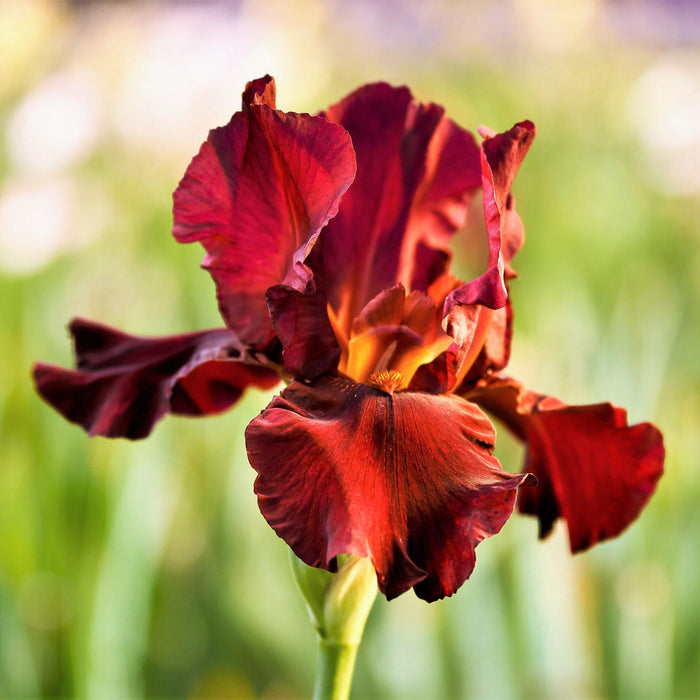 Reblooming Bearded Iris War Chief