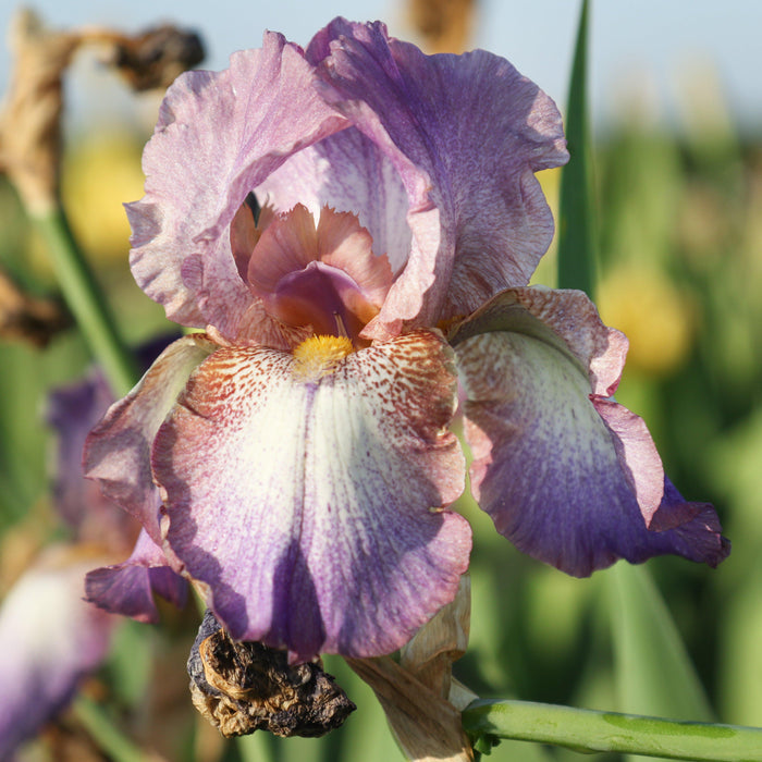 Reblooming Bearded Iris Wine Festival