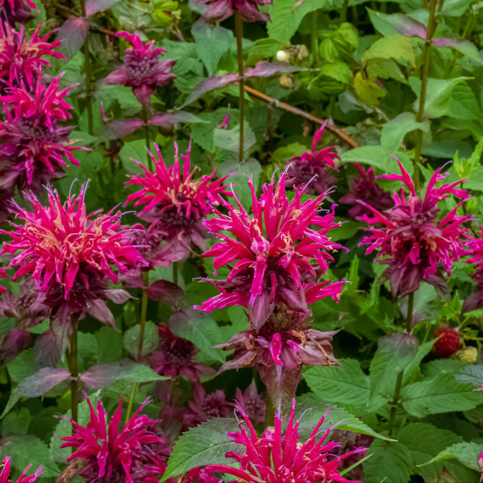 purple flowers of bee balm purple monarda blooming in garden