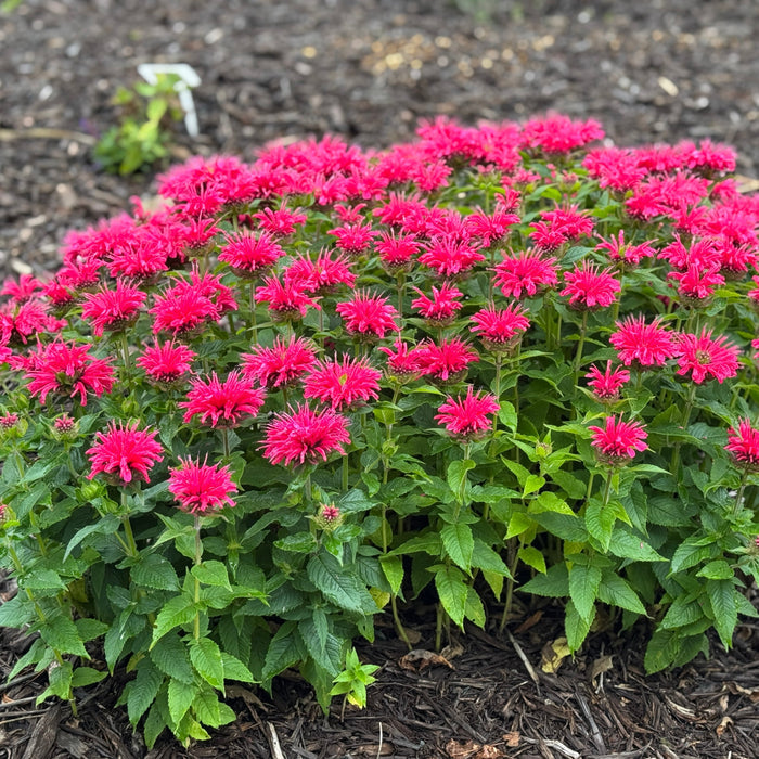 Bouquet of pink flowers with green leaves on a dark soil background